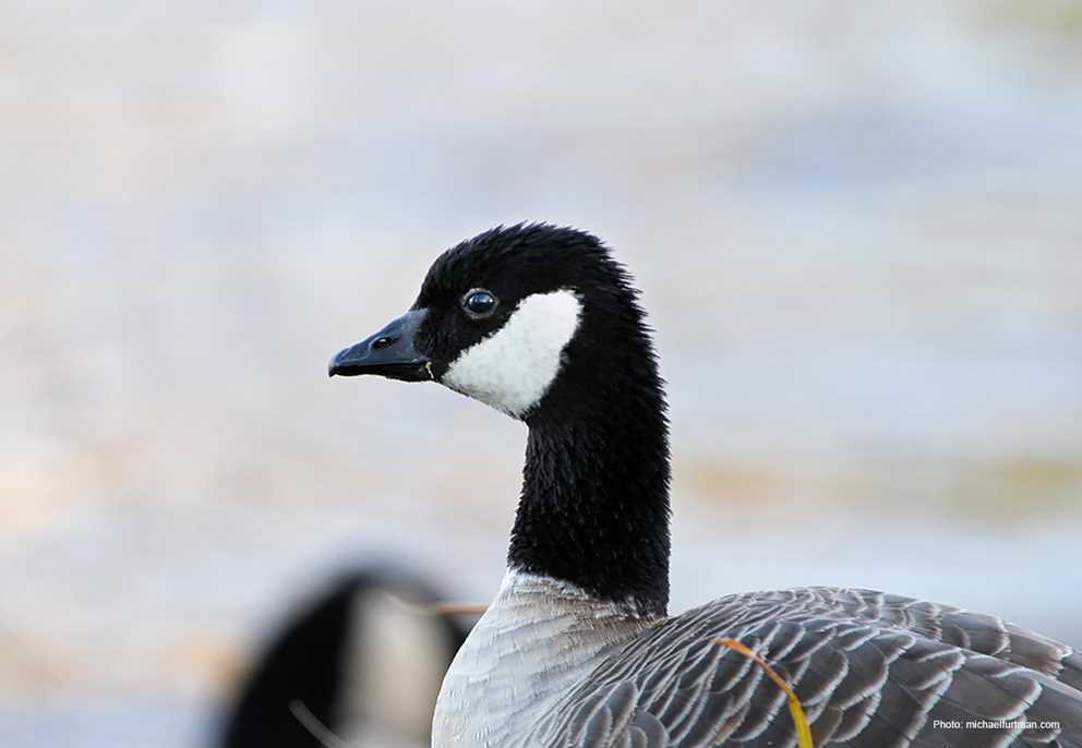 Cackling Goose headshot