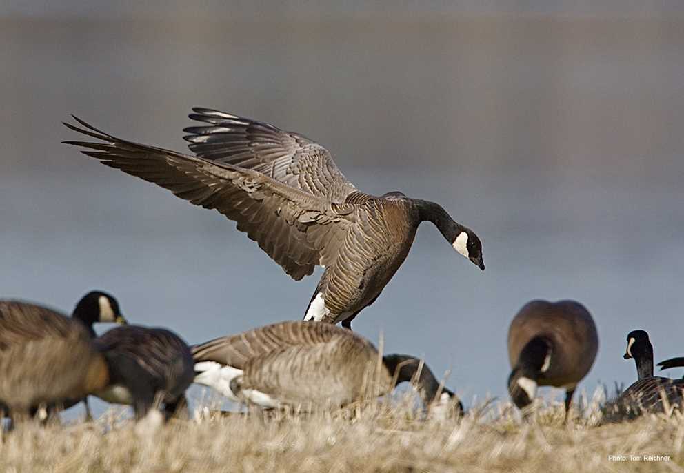 Cackling Goose landing
