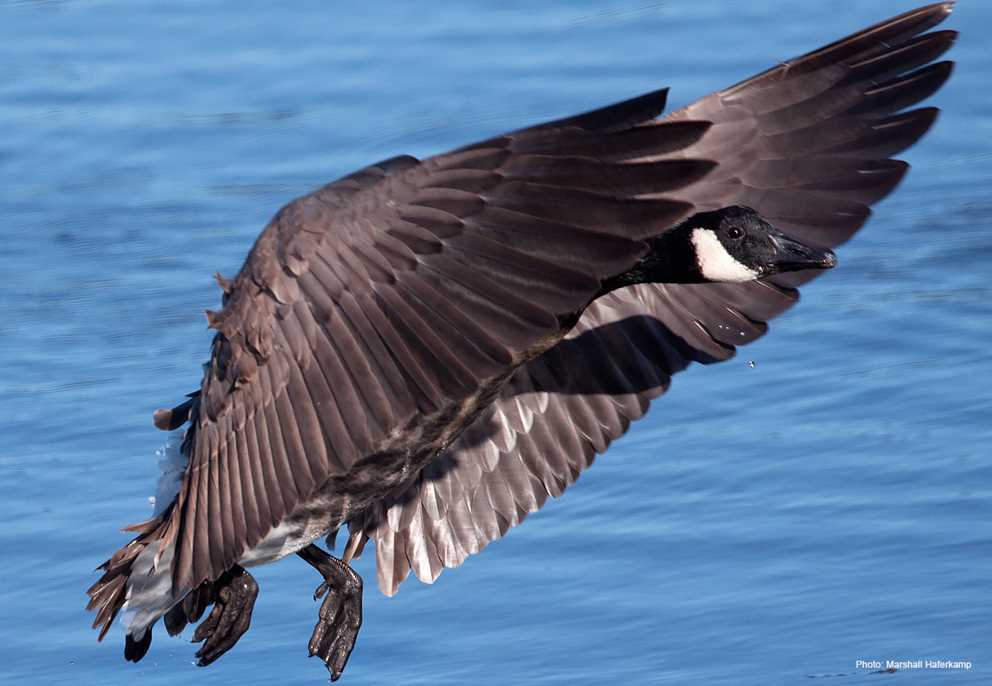 Canada Goose flapping