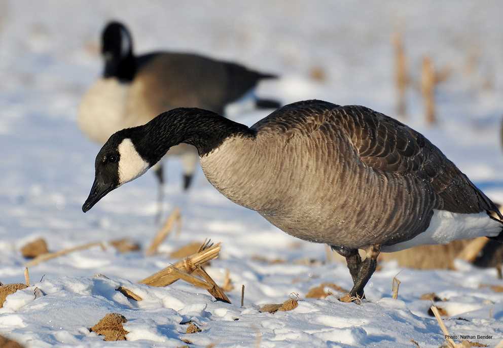 Canada Goose in snowy field