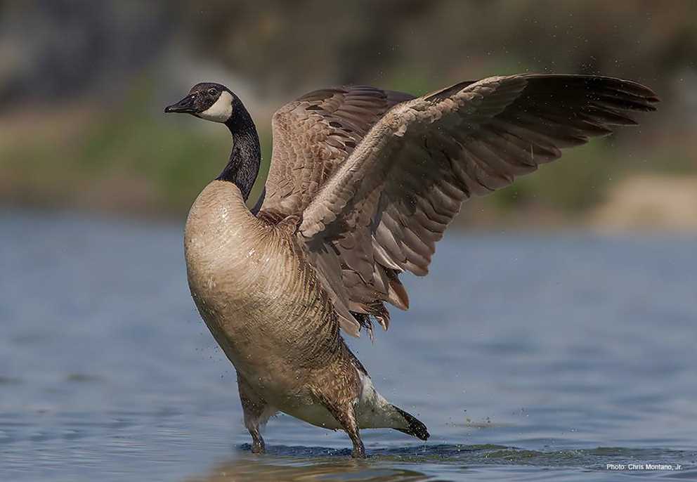 Canada Goose open wings