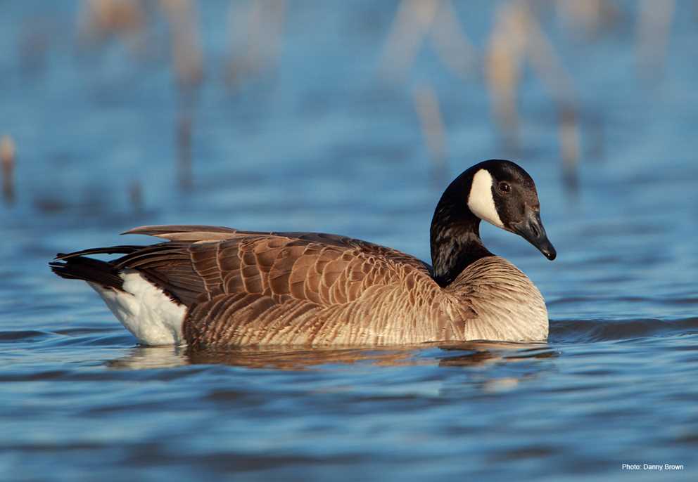 Canada Goose swimming