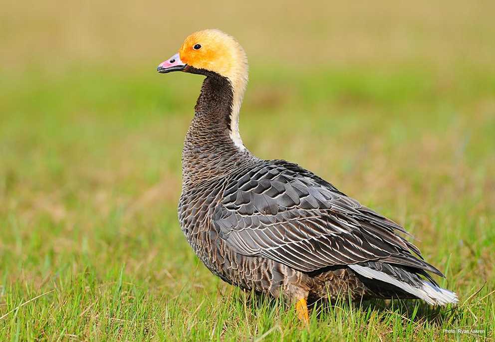 View the Emperor Goose on Ducks Unlimited's Waterfowl ID