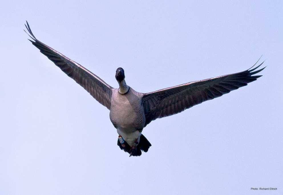 Hawaiian Nene Goose Flying