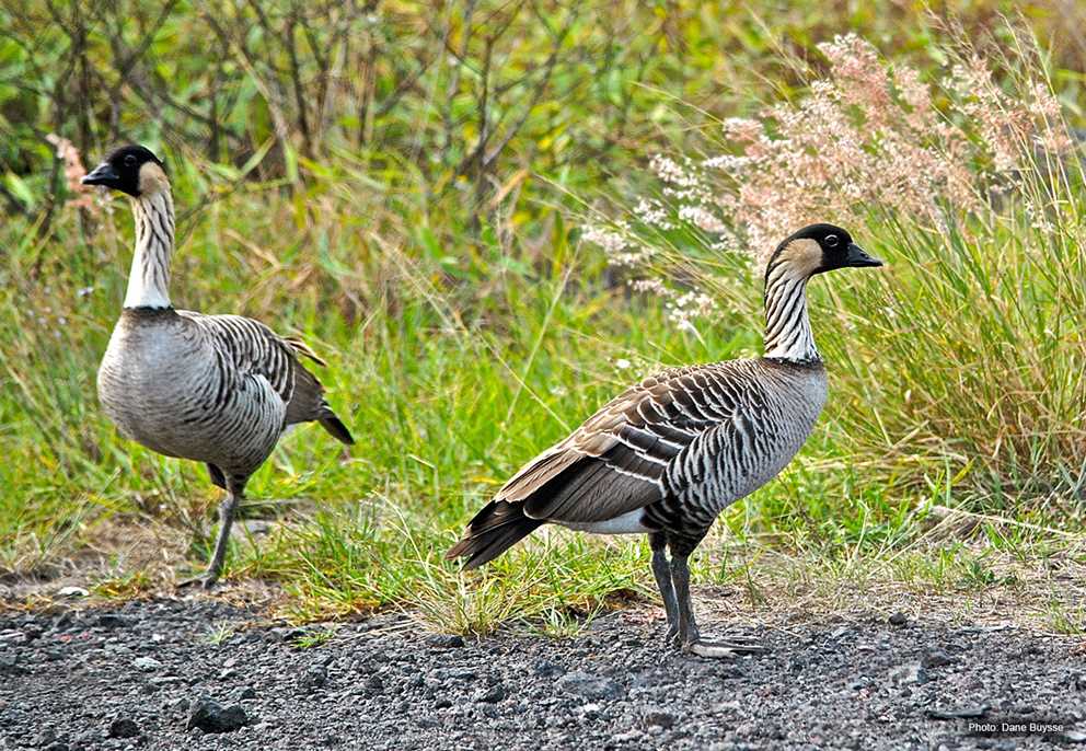 Hawaiian Nene Goose Pair