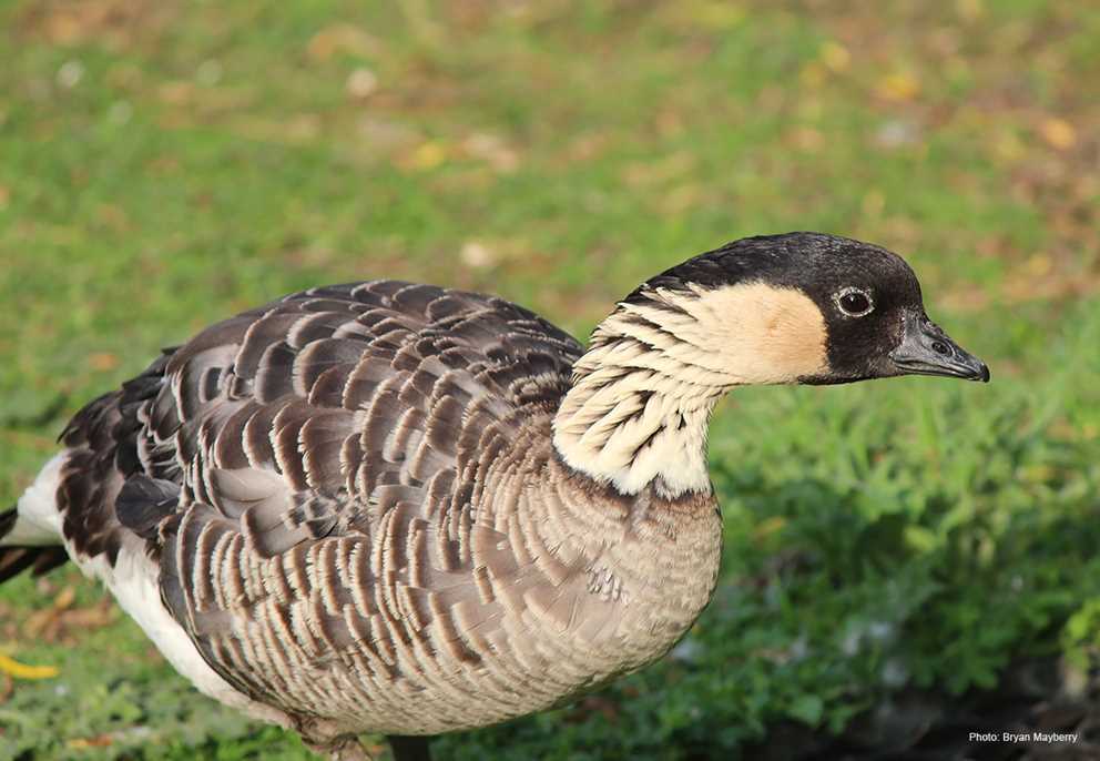 Hawaiian Nene Goose in grass