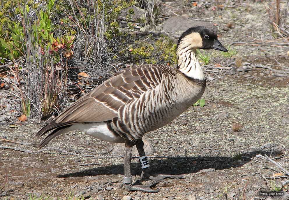 Single Hawaiian Nene Goose