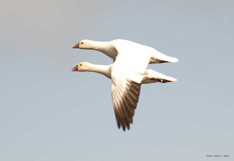 Pair of Ross_s Geese flying