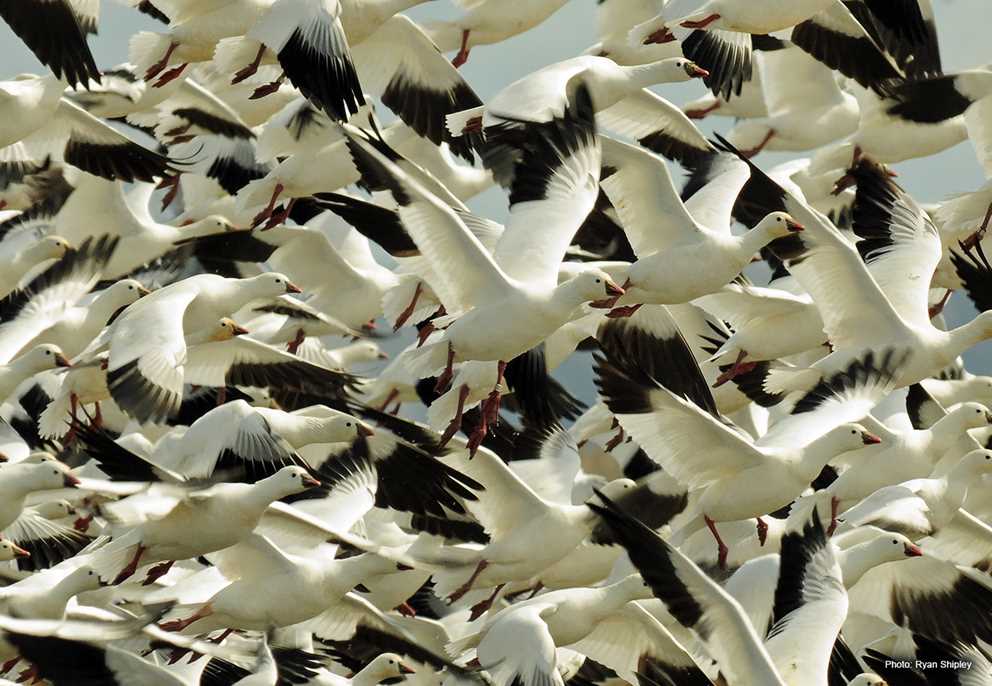 Ross Goose flock taking off