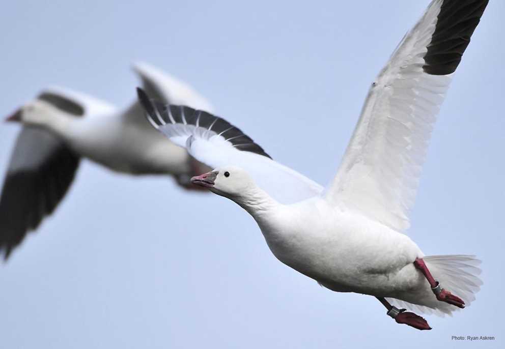 Ross_s Goose taking flight