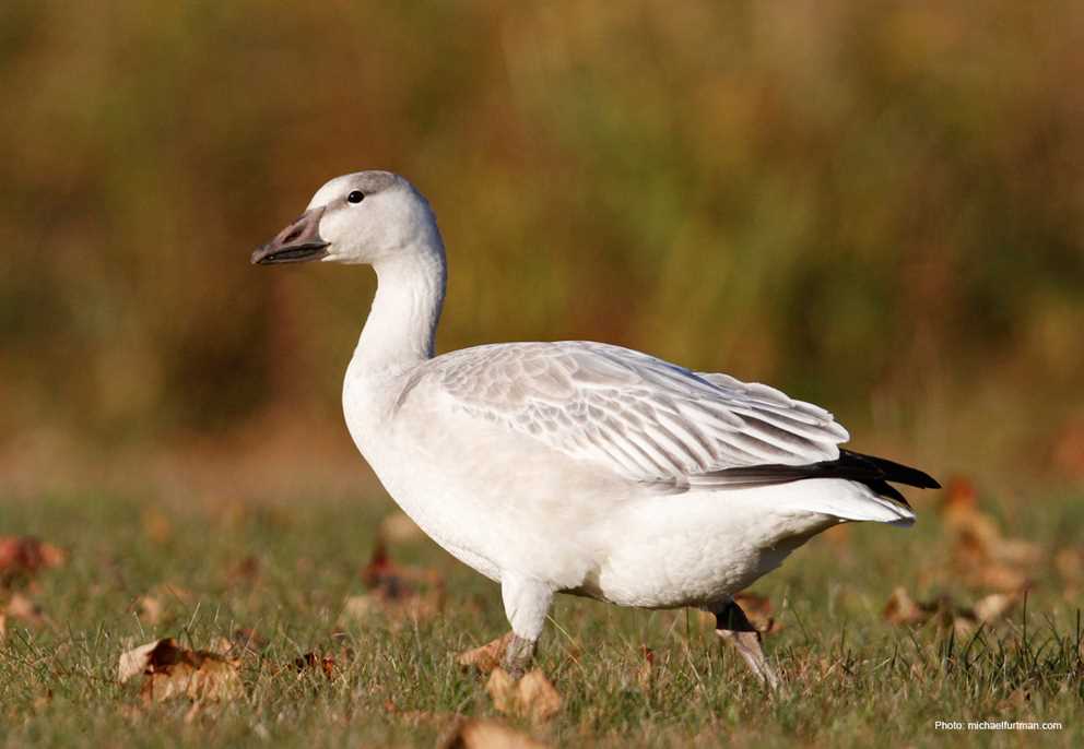 Immature Snow Goose