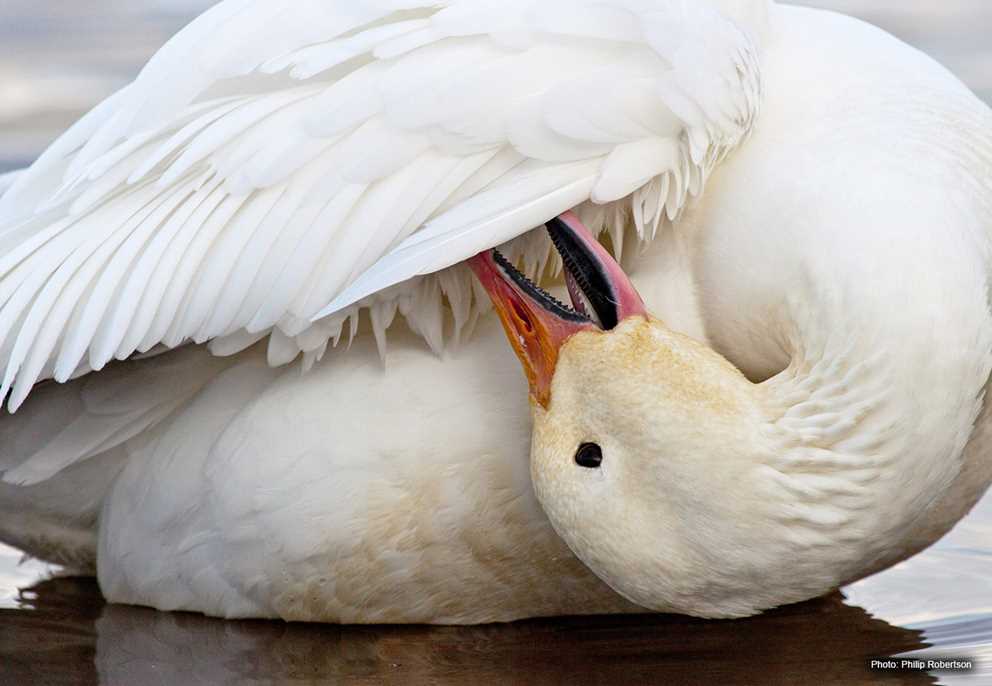 Snow Goose Preening