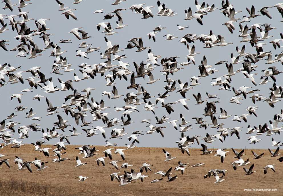 Snow Goose flock flying
