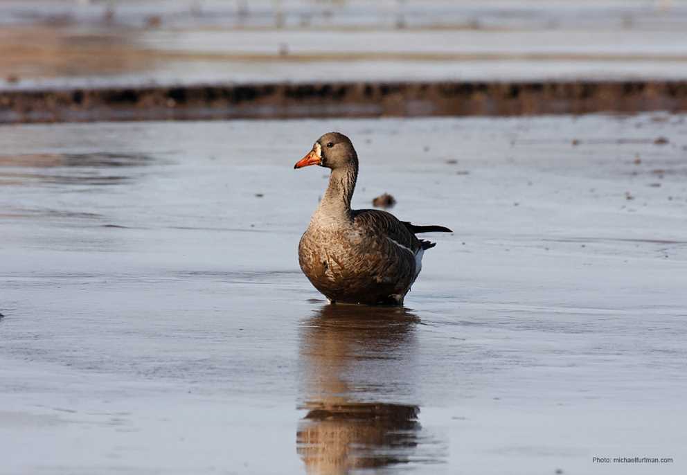 Single White-fronted Goose