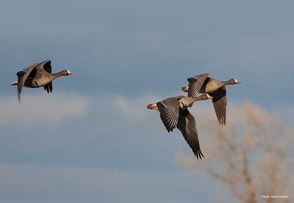 Trio of White-fronted Goose