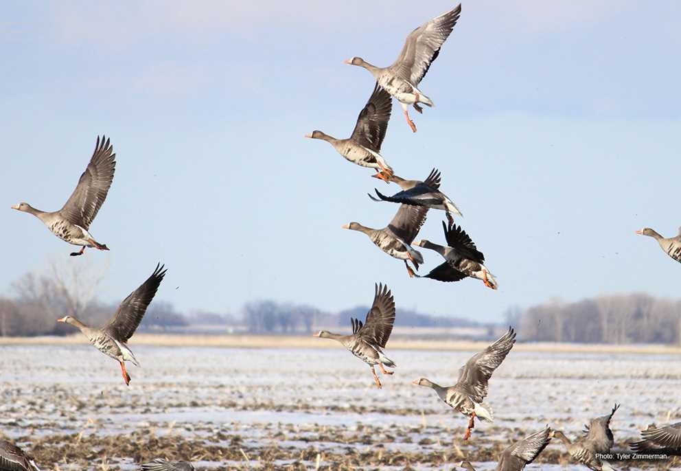 White-fronted Goose flock taking off