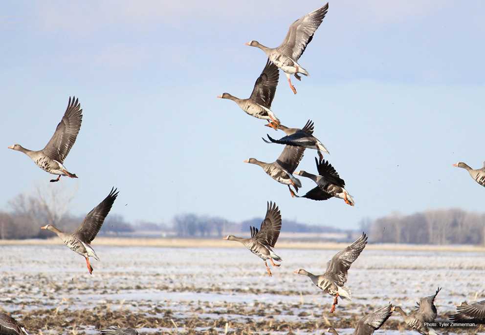 Greater White-fronted Goose Image