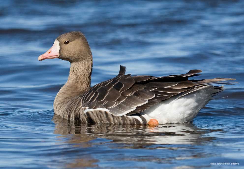 White-fronted Goose swimming