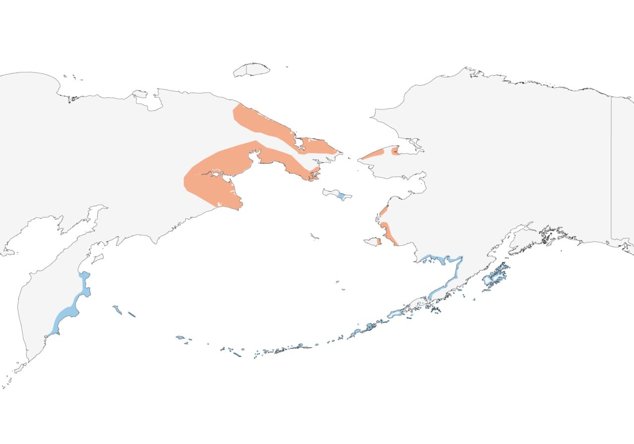 emperor-goose-migration-map.jpg