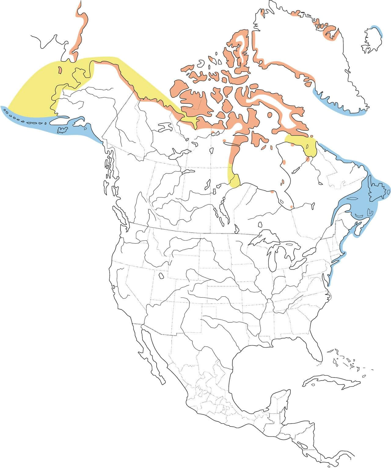 king-eider-migration-map.jpg