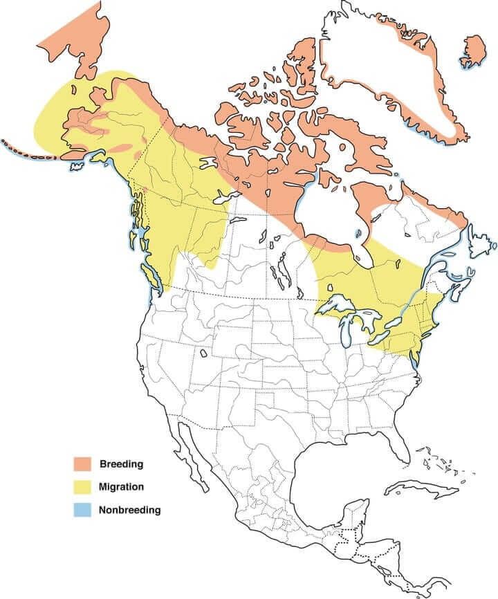 long-tailed-duck-map.jpeg