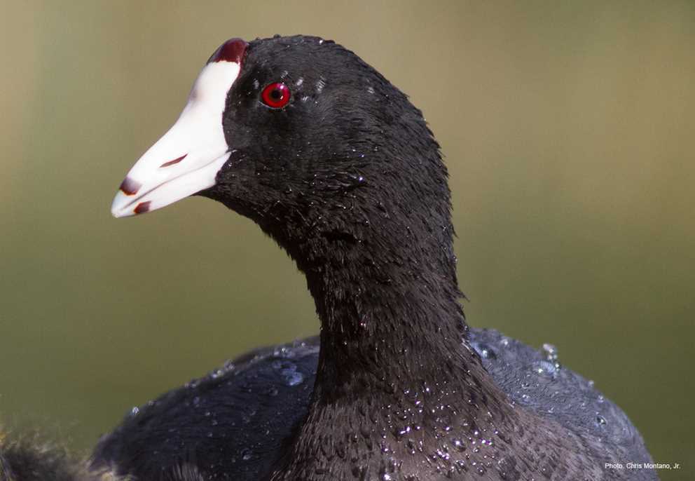 American coot headshot