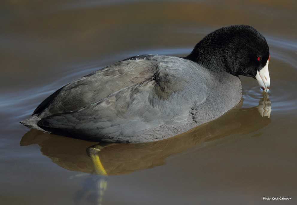 American coot in water