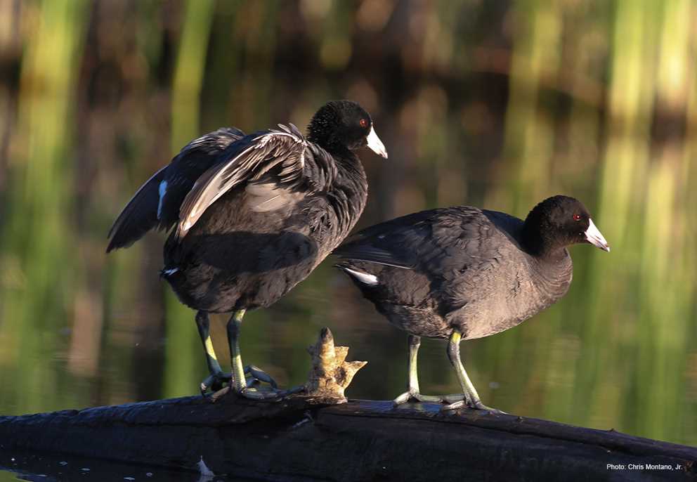 American coot pair