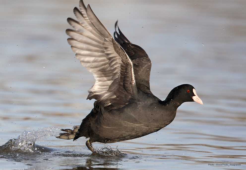 American coot taking off