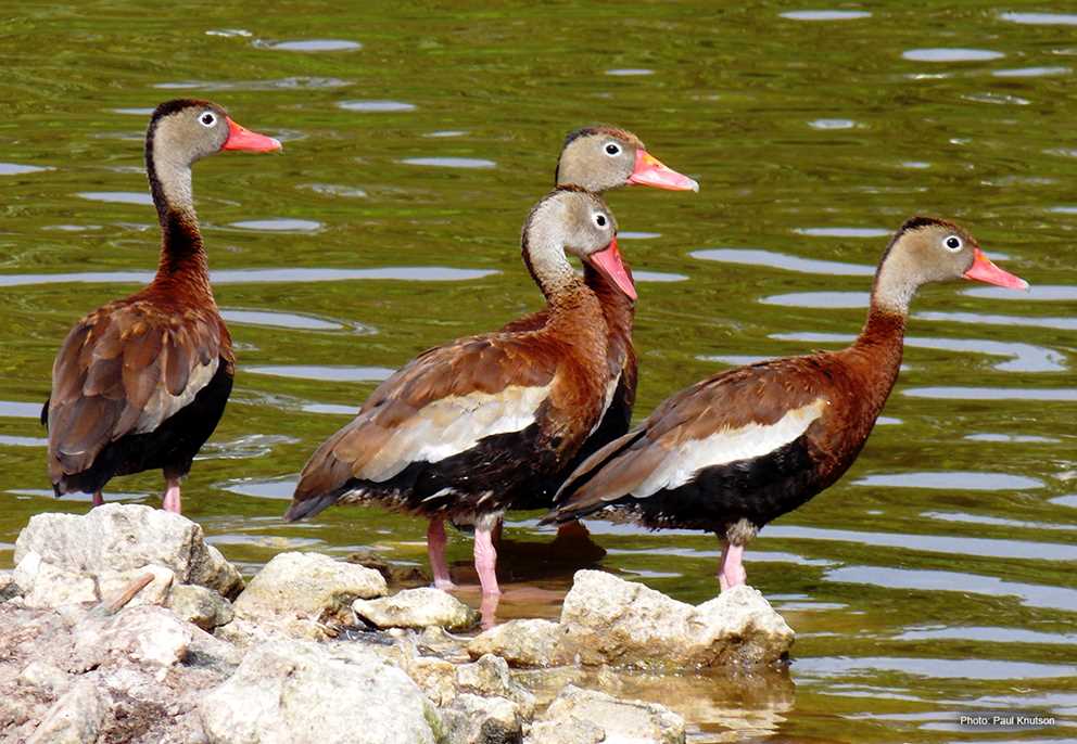 Black-bellied Whistling-Duck flock