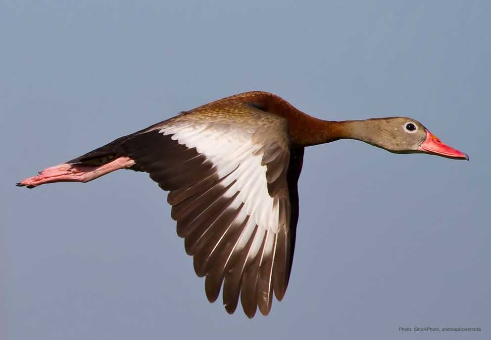 Black-bellied Whistling-Duck flying