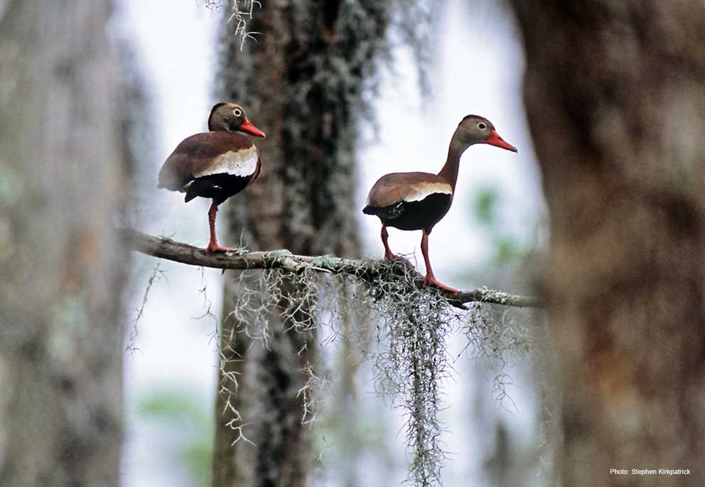 Black-bellied Whistling-Duck pair sitting on a branch