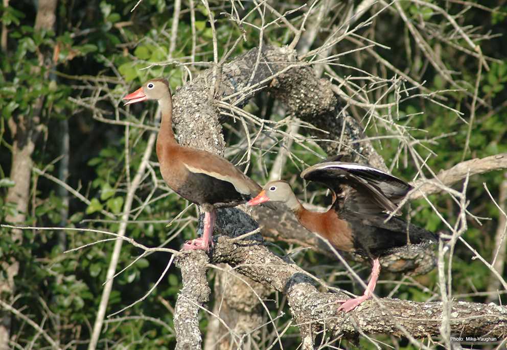 Pair of Black-bellied Whistling-Duck