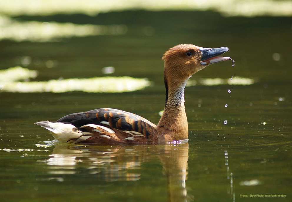 Fulvous Whistling-Duck