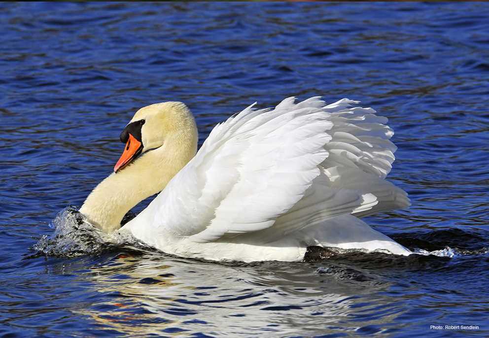 Displaying Mute swan