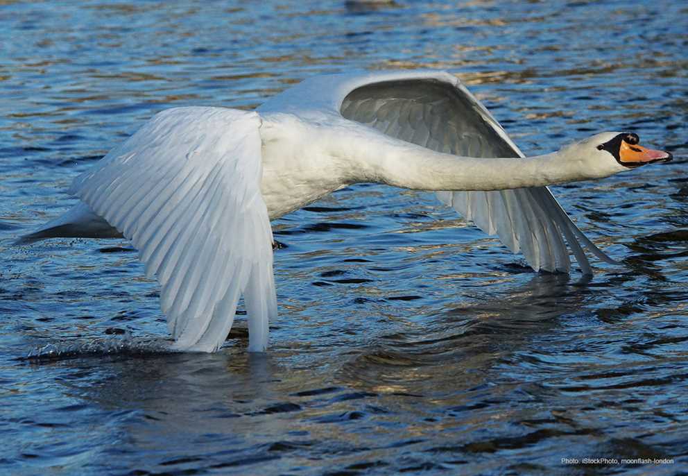 Flying Mute swan