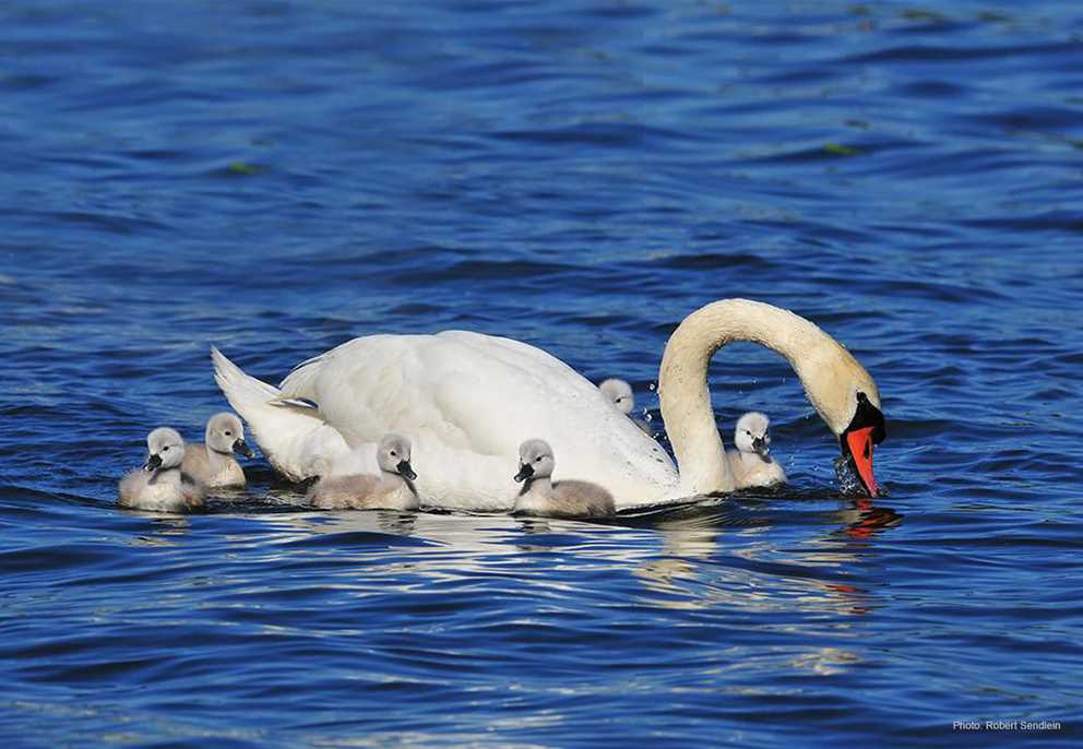 Mute swan and cygnets