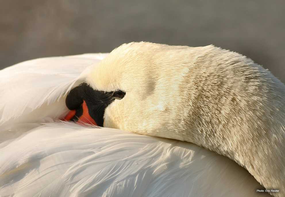 Mute swan closeup