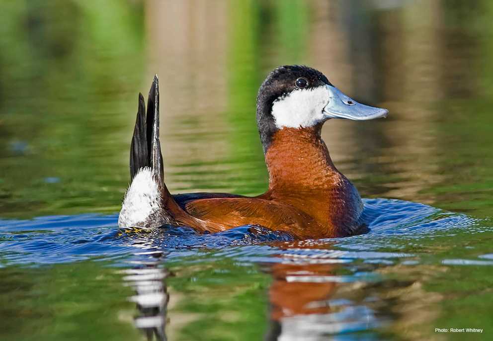 Displaying male Ruddy duck