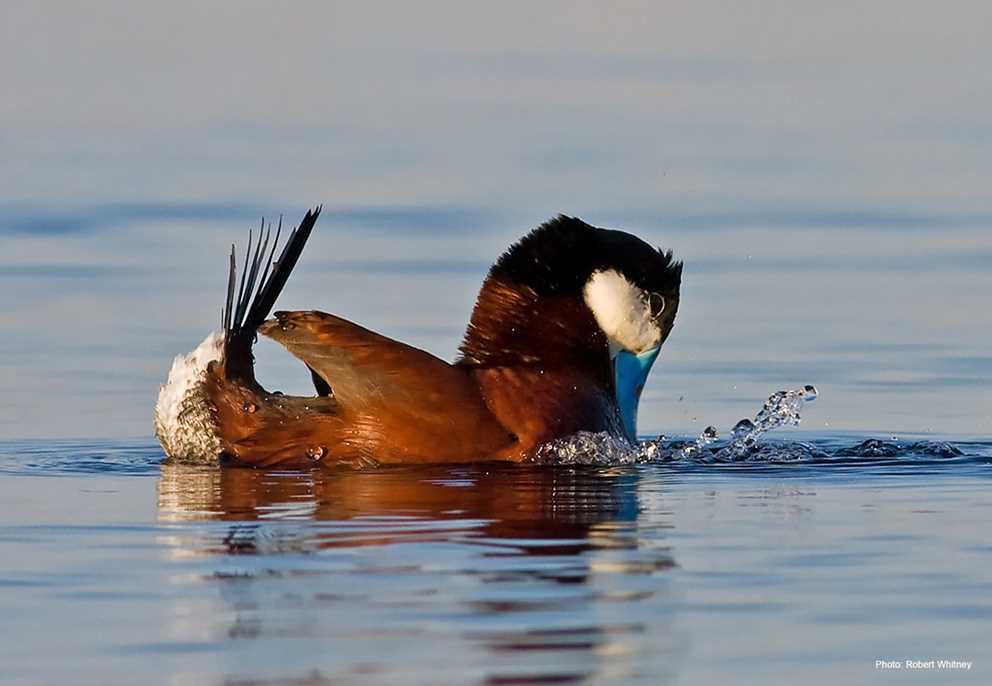 Drake Ruddy duck display