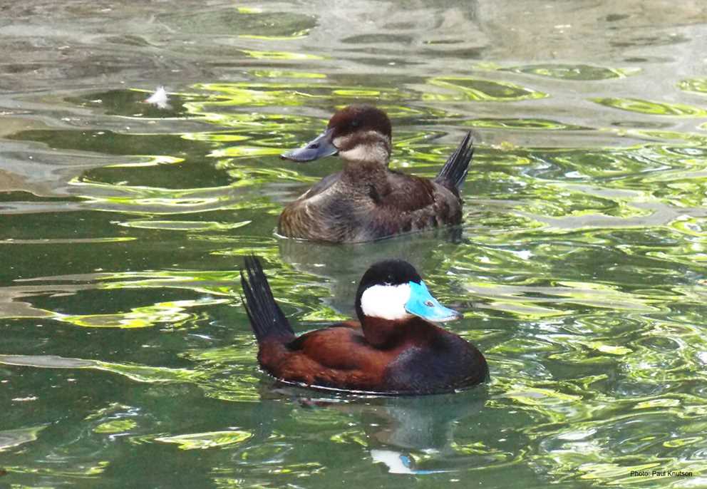 Pair of Ruddy ducks