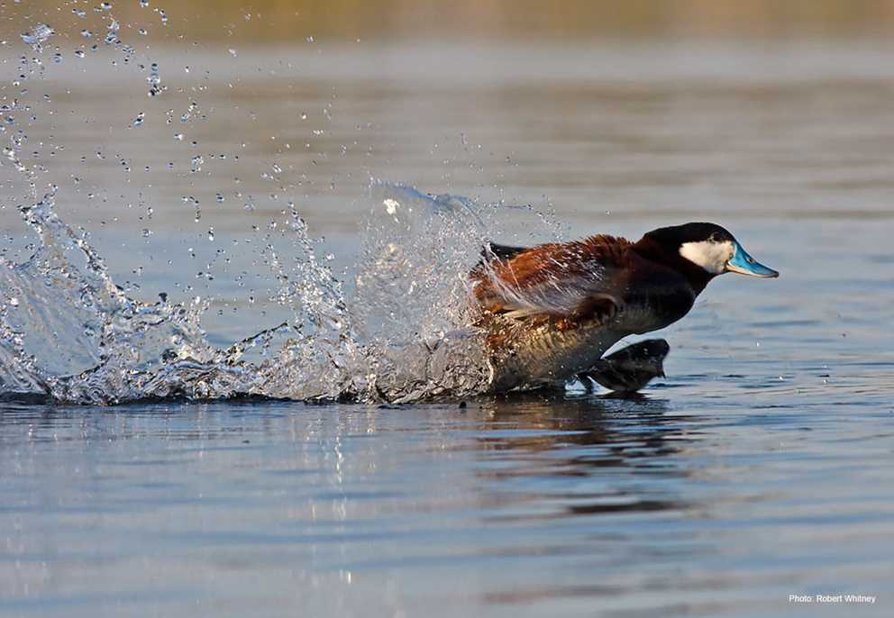 Ruddy duck running on water
