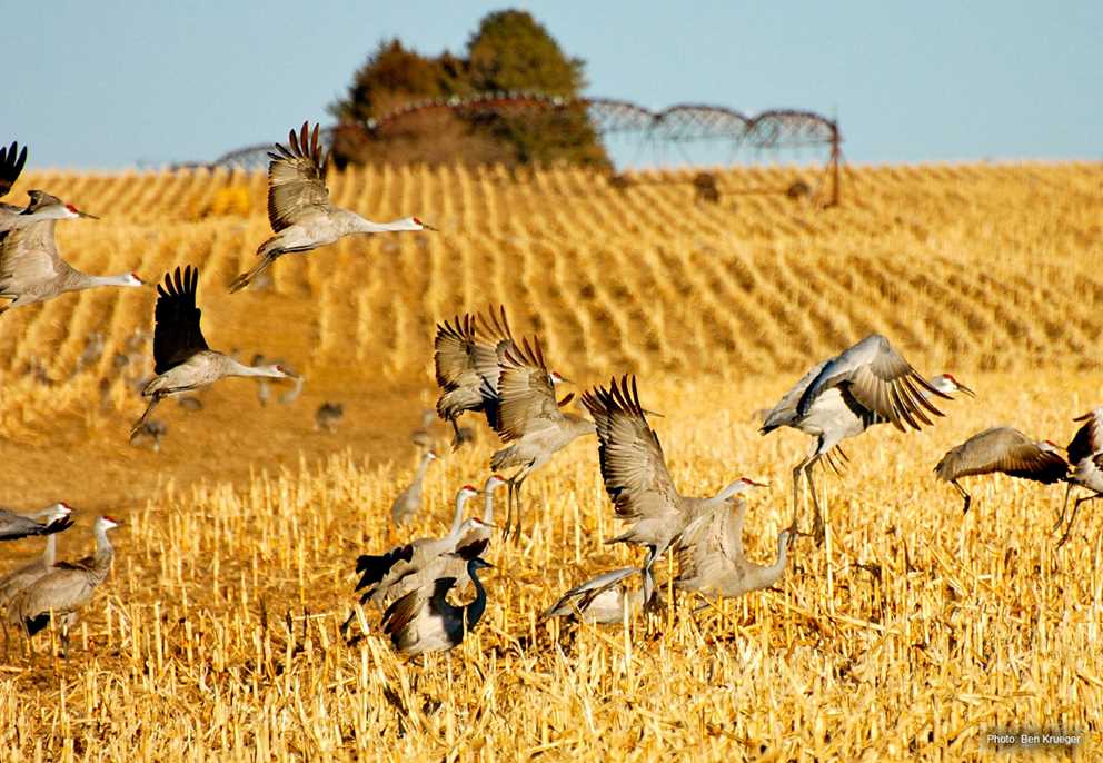 Flock of Sandhill cranes in field