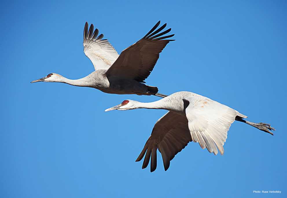 Pair of flying Sandhill cranes