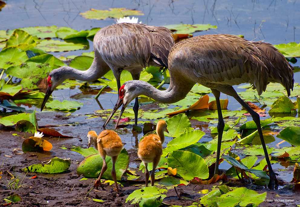 Sandhill crane family