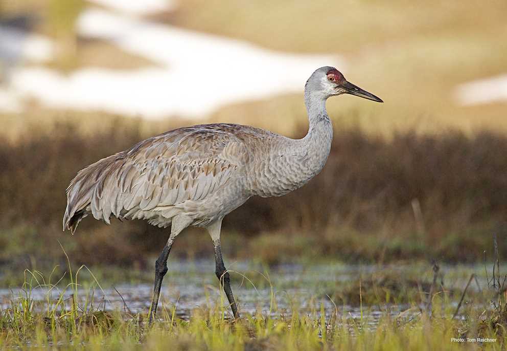 Single Sandhill crane