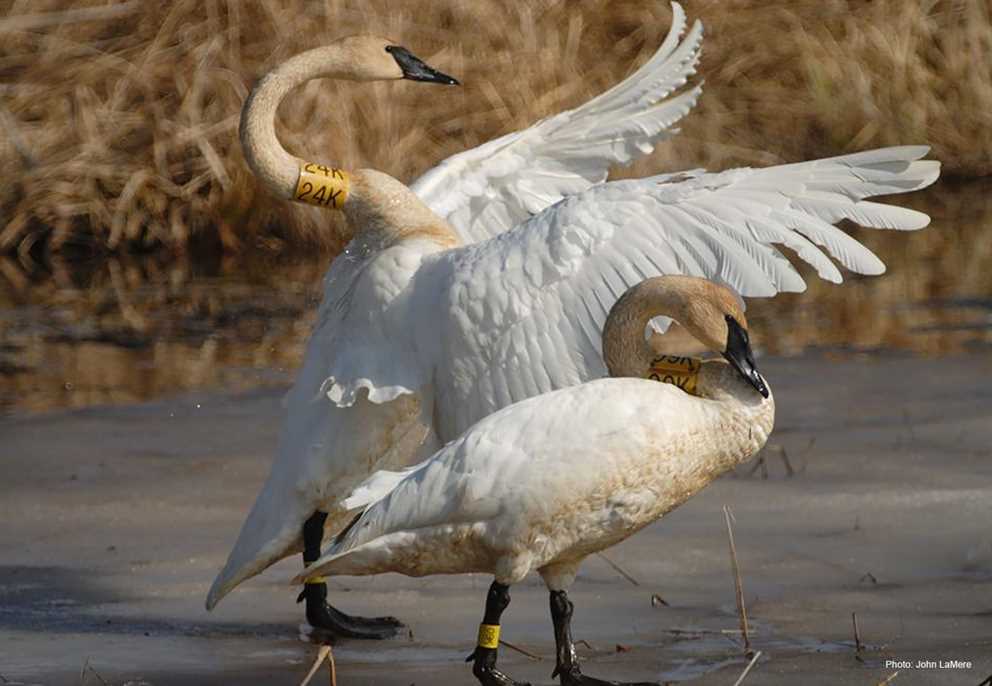Collared Trumpeter swans