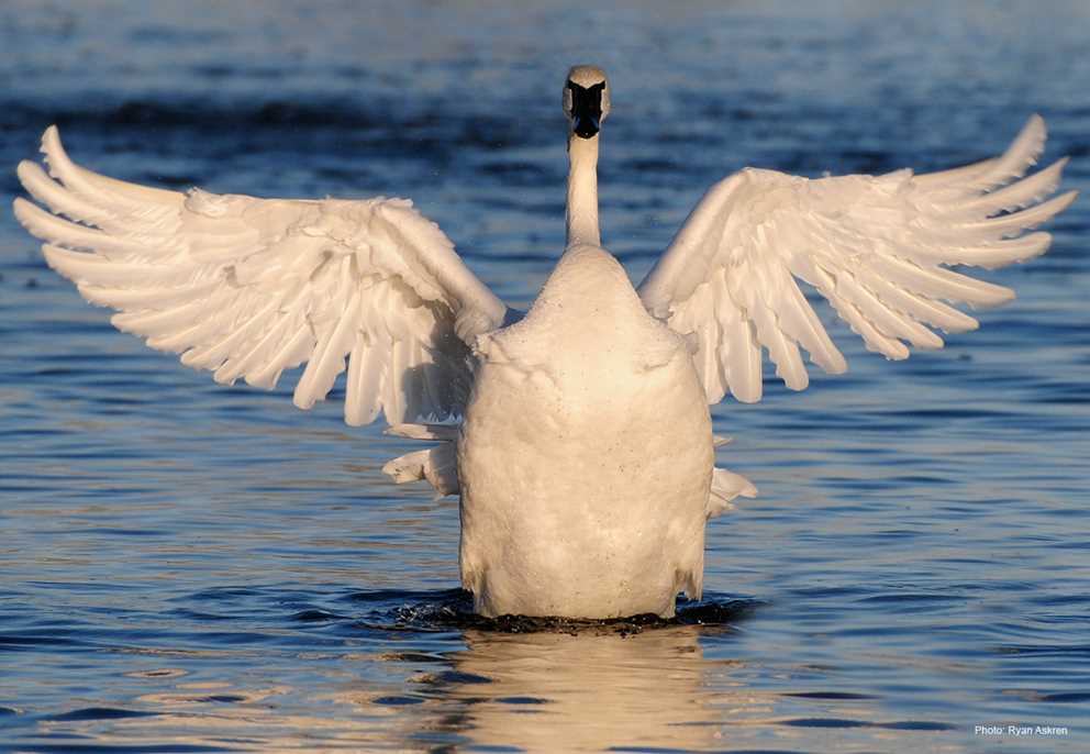 Trumpeter swan flapping