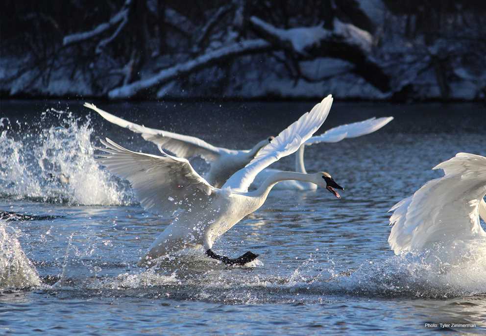 Trumpeter swan landing