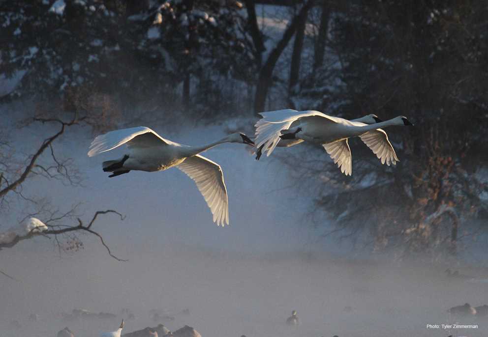 Trumpeter swans landing